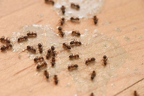 Best Best Pest Control Companies  in New Castle, PA